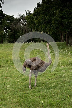 Ostrich is a tall flightless bird