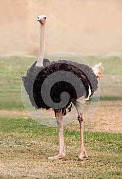 Big ostrich photo