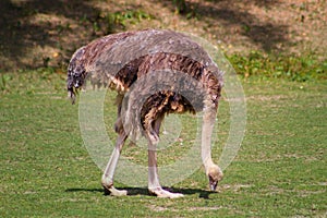 Ostrich TILT TO THE GROUND AND LOOKING FOR FOOD. NON - FLYING BIRD.