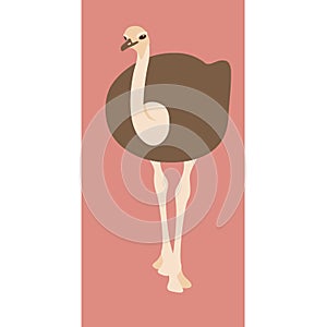 Ostrich vector illustration flat style front side