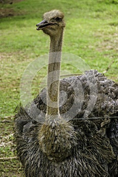 Ostrich