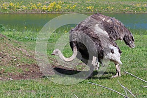 Ostrich walking around in the field