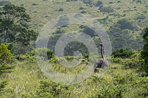 Ostrich walking among the bushes