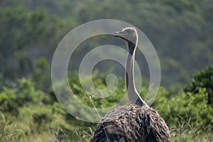 Ostrich walking among the bushes