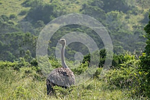 Ostrich walking among the bushes