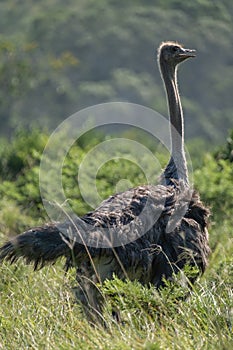 Ostrich walking among the bushes