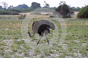 Ostrich walking on the grasslands in Botswana, Africa