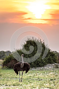 Ostrich walking on the grasslands at sunrise in Botswana, Africa