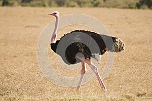 Ostrich walking in the Maasai Mara