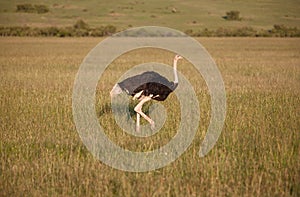 Ostrich walking on savanna in Africa. Safari.