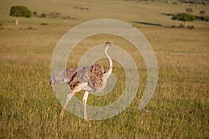 Ostrich walking on savanna in Africa. Safari.