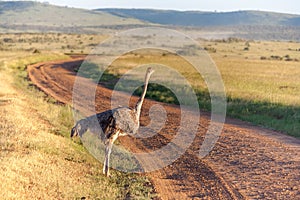 Ostrich walking on savanna in Africa. Safari