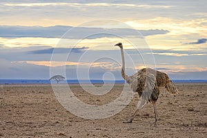 Ostrich walking through the savannah