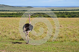 Ostrich walking through the savannah, Masai Mara, Kenya, Africa