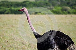 Ostrich walking through the savannah, Masai Mara, Kenya, Africa