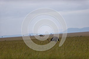 Ostrich walking in the yellow field in Masai Mara, Kenya