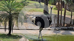 Ostrich Walking in Zoo Park, Flightless Bird in Protected Nature Reserve