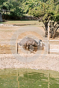Ostrich walks along the shore of a pond near a fence