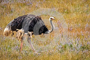 Ostrich walks in the open