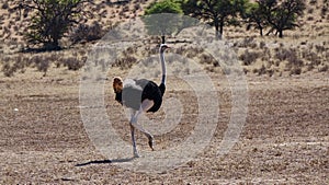 Ostrich walks in the savannah of Namibia