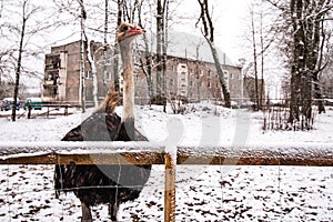 An ostrich walks through the snow on a winter day