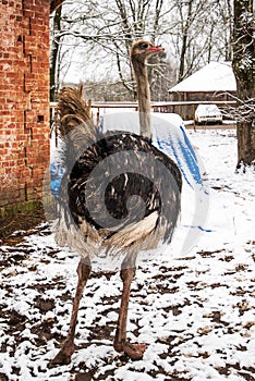 An ostrich walks through the snow on a winter day