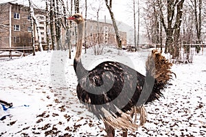 An ostrich walks through the snow on a winter day