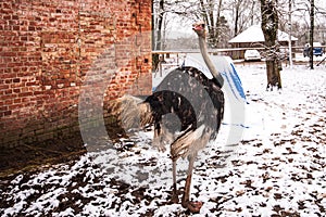 An ostrich walks through the snow on a winter day