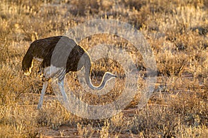 Ostrich wander through the grasslands of the Kalahari