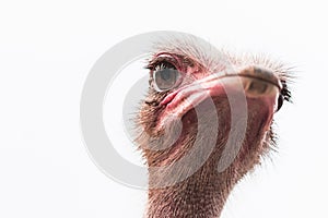 Ostrich in white background