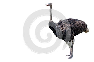 the ostrich on white background have path