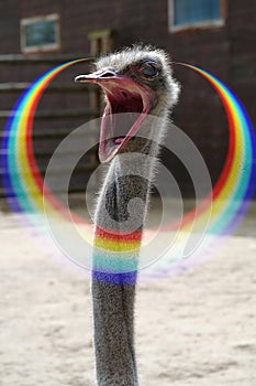 Ostrich with wide open mouth