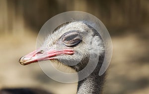 Ostrich