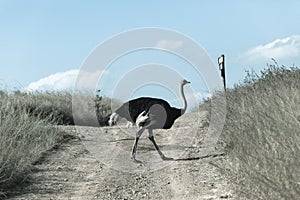 Ostrich Wildlife