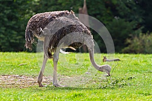 Ostrich in the wildlife park