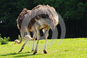 Ostrich photo