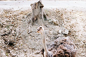 The ostrich is wondering