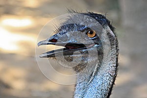 Emu photo