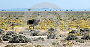 Ostrich in yellow Etosha Pan, Namibia wildlife safari