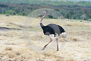 Ostrich - Struthio camelus camelus - Tanzania