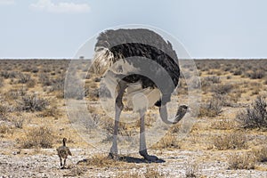 Ostrich with youngs in Etosha Park, Namibia