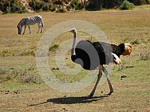 Ostrich and Zebra
