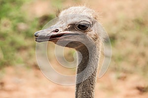 Ostrich in zoo