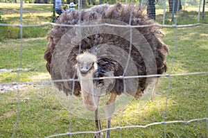 Ostrich at a Zoo