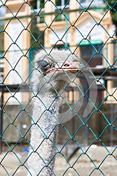Ostrich in zoo