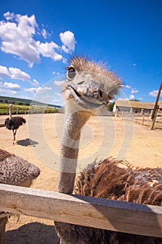 Ostrich zoo corral, looking up and smiling