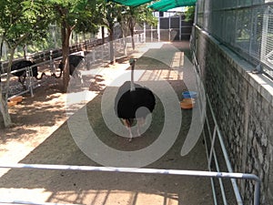 Ostrich in a zoo of ramoji film city.
