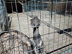 Ostrich at zoo Targu Mures