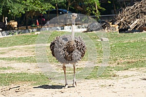 Ostrich in zoo walking in day light