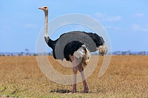 Ostriche at the masai mara national park